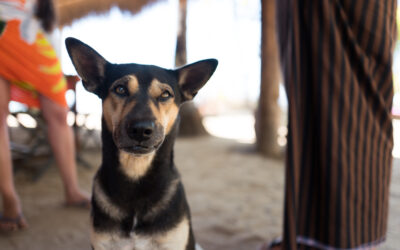 The guardians of Arakan Nature Lodge