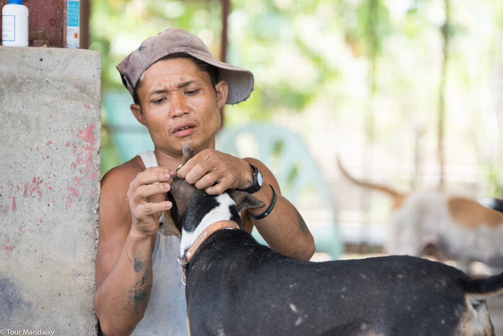 Tour Mandalay visit the Yangon Animal Shelter